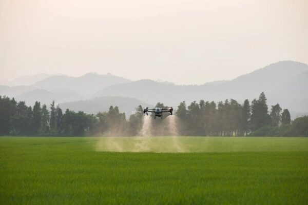 agriculture drone in air and spraying pesticides on crops on a farm