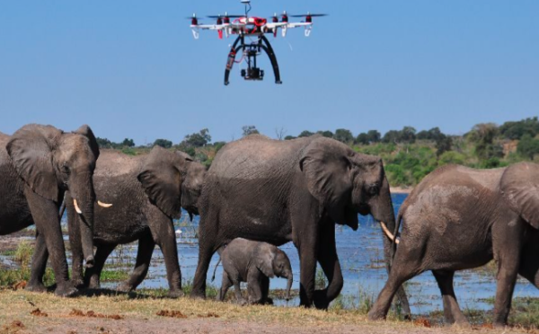 sar drone for animal