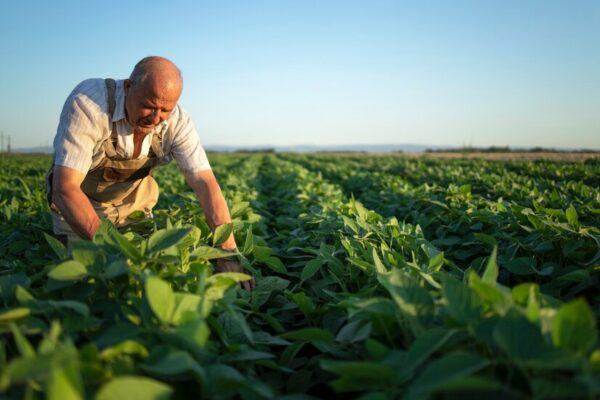 man teaching how to grow soyabeans in soyabeans farm