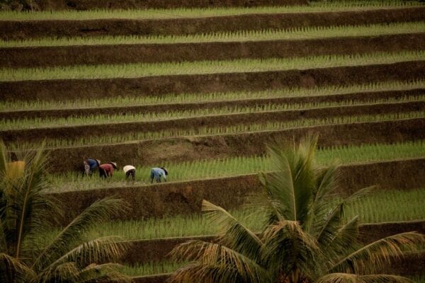 terrace farming in agriculture