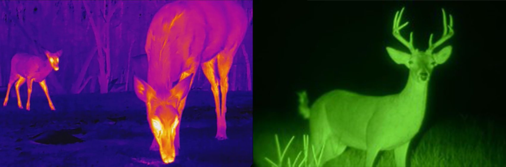 Thermal vs. Night Vision – image of deer while hunting