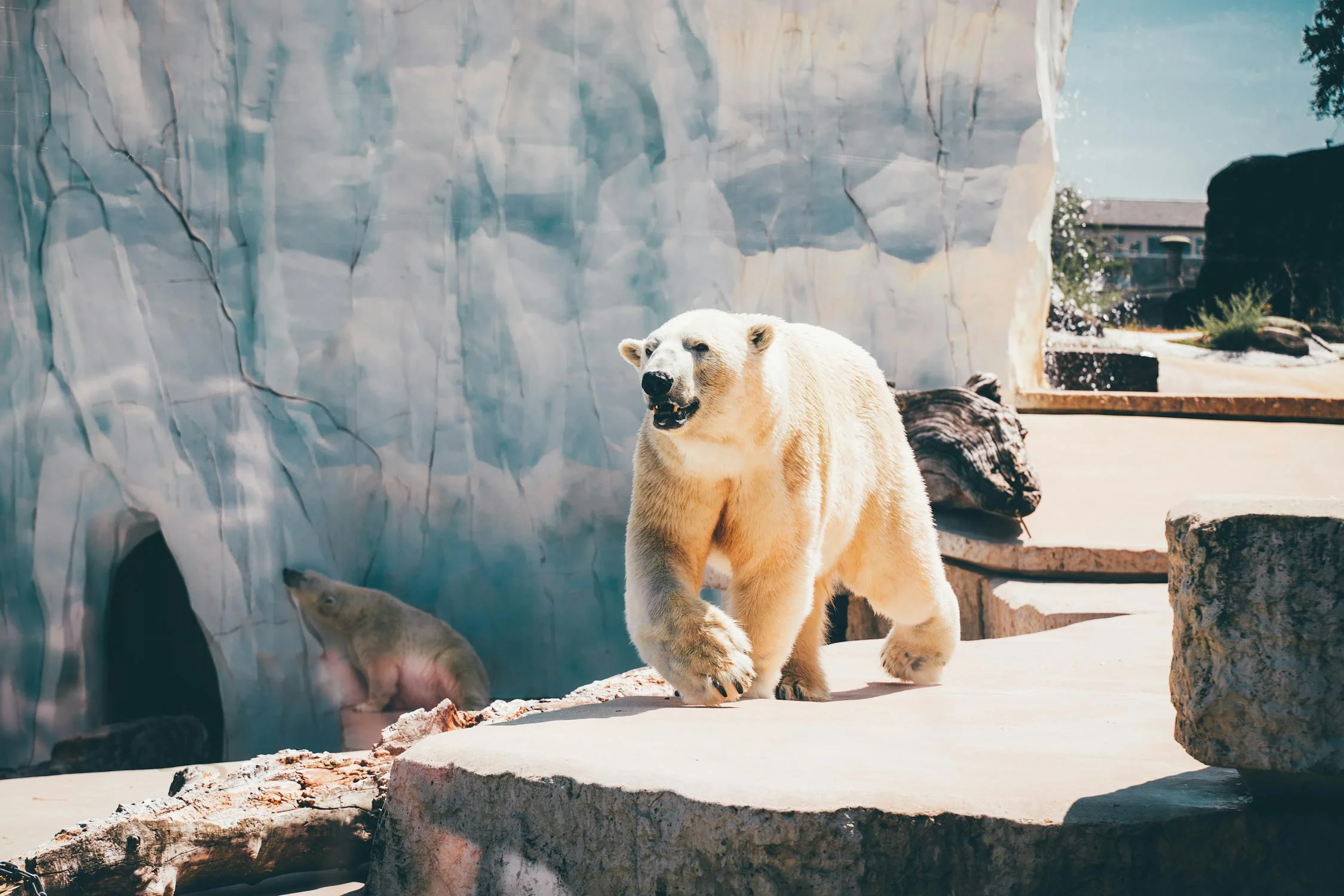 gis wildlife environment 
