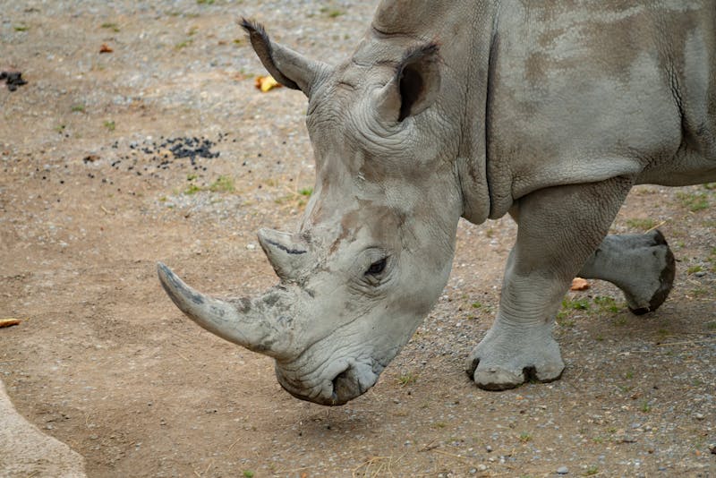 gis-for-Endangered-Species